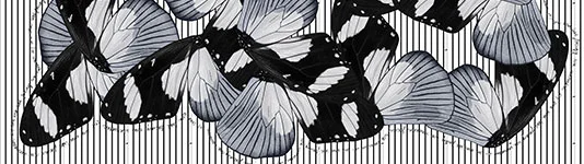 SOL X NW Collaboration: Morphogenesis.