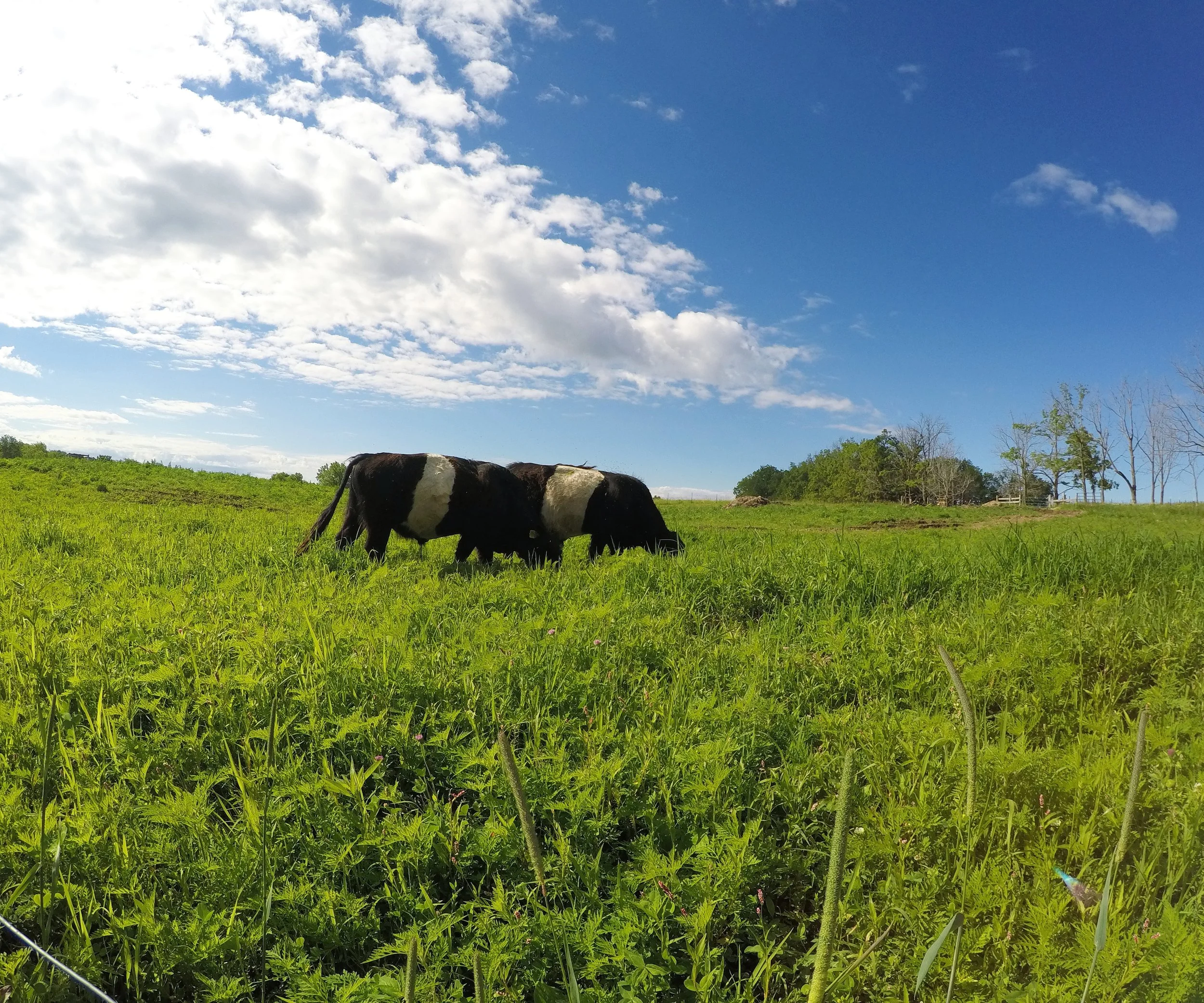 Our Cows Are Grass-Finished
