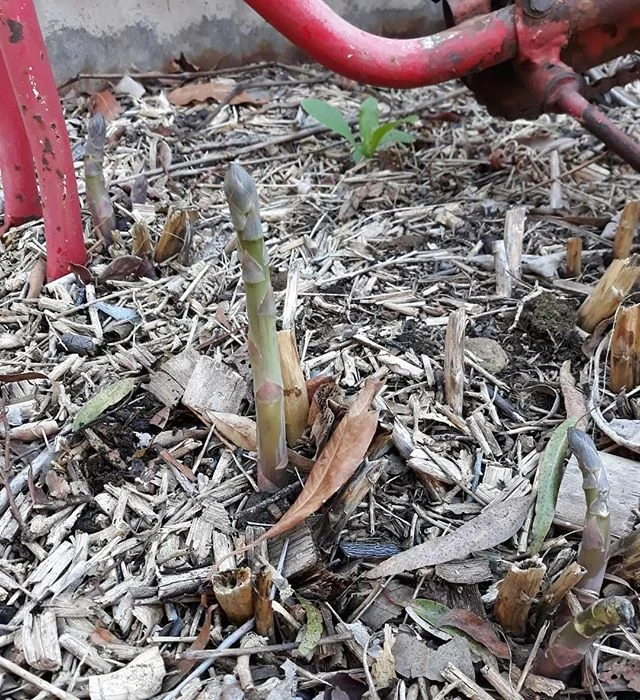 What does this asparagus know that I don't? It's still winter!! Stoopid plant. 
#winter #asparagus #stupidplants #springnotsoonenough #smarterthanme