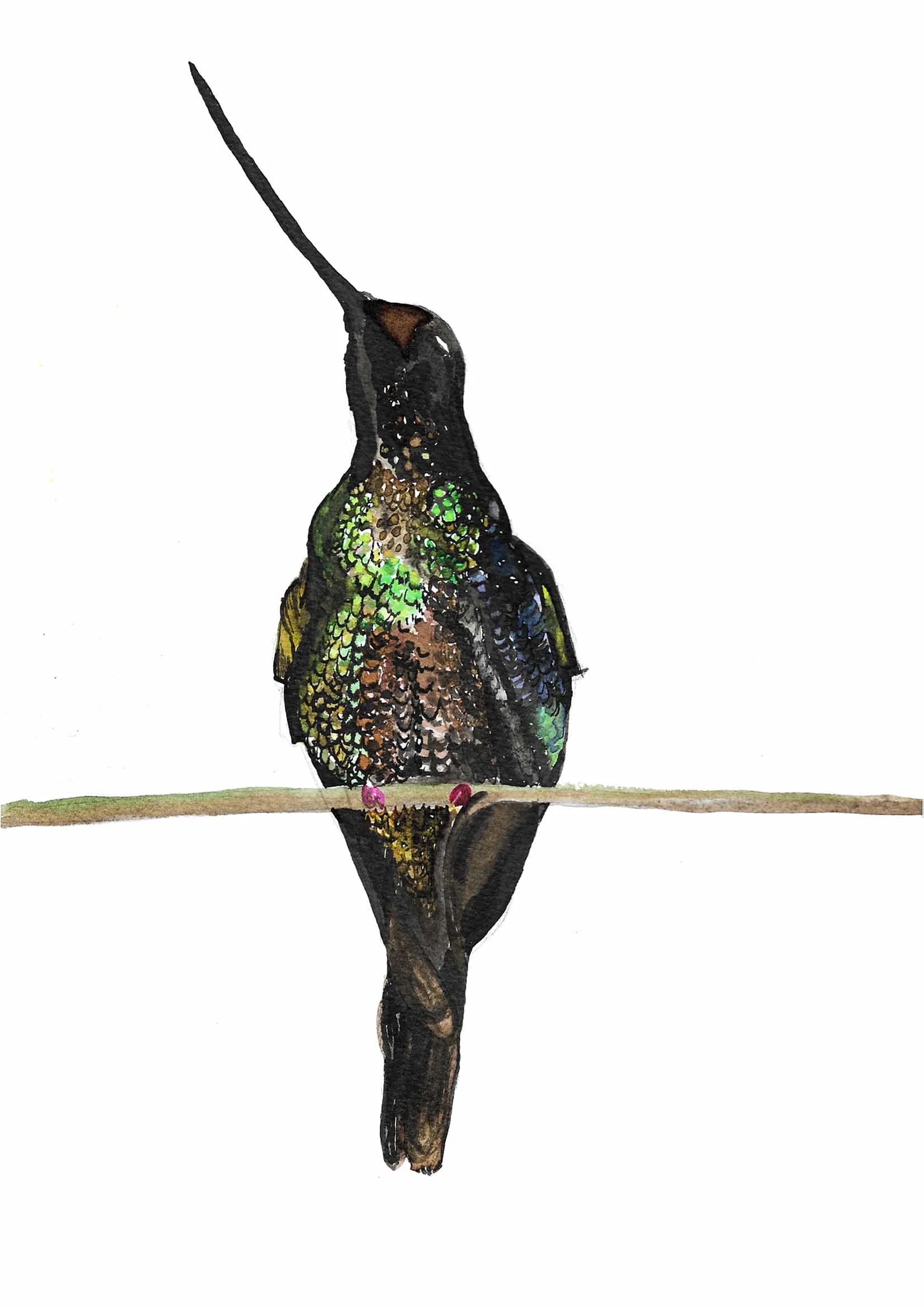 hummingbird2 low res.jpg