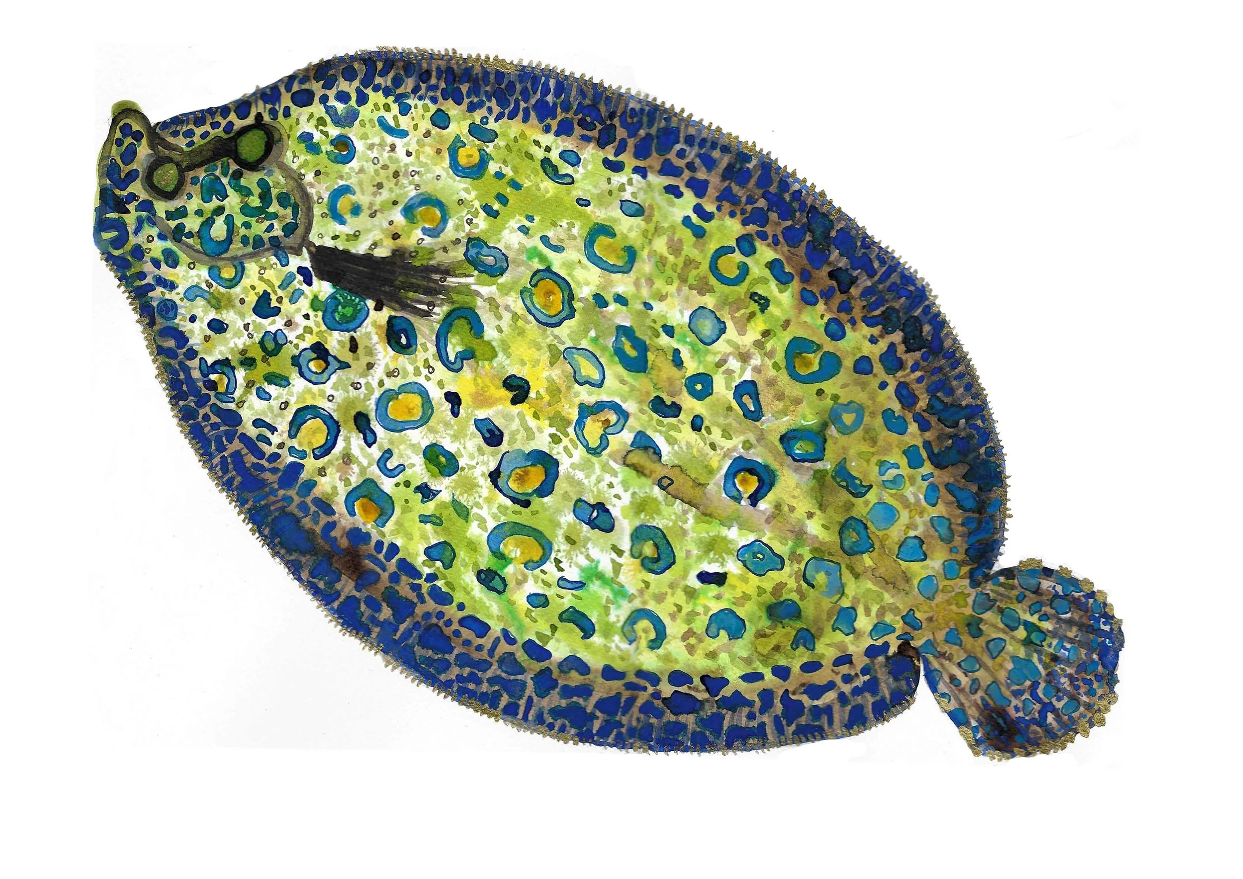 Peacock Flounder