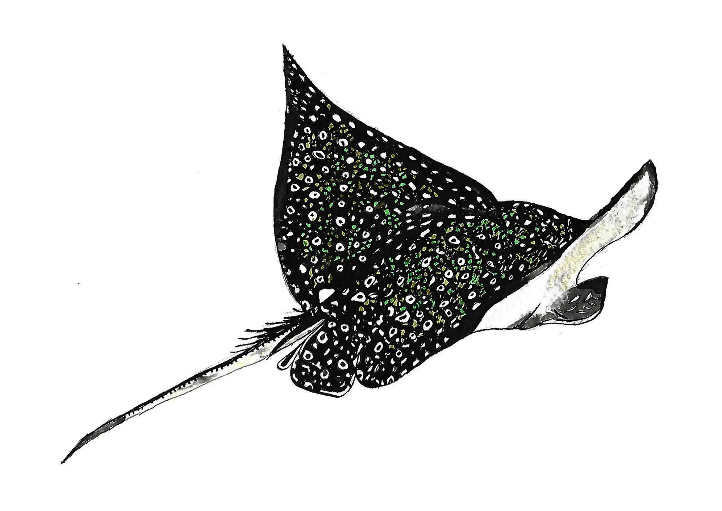 Eagle Ray