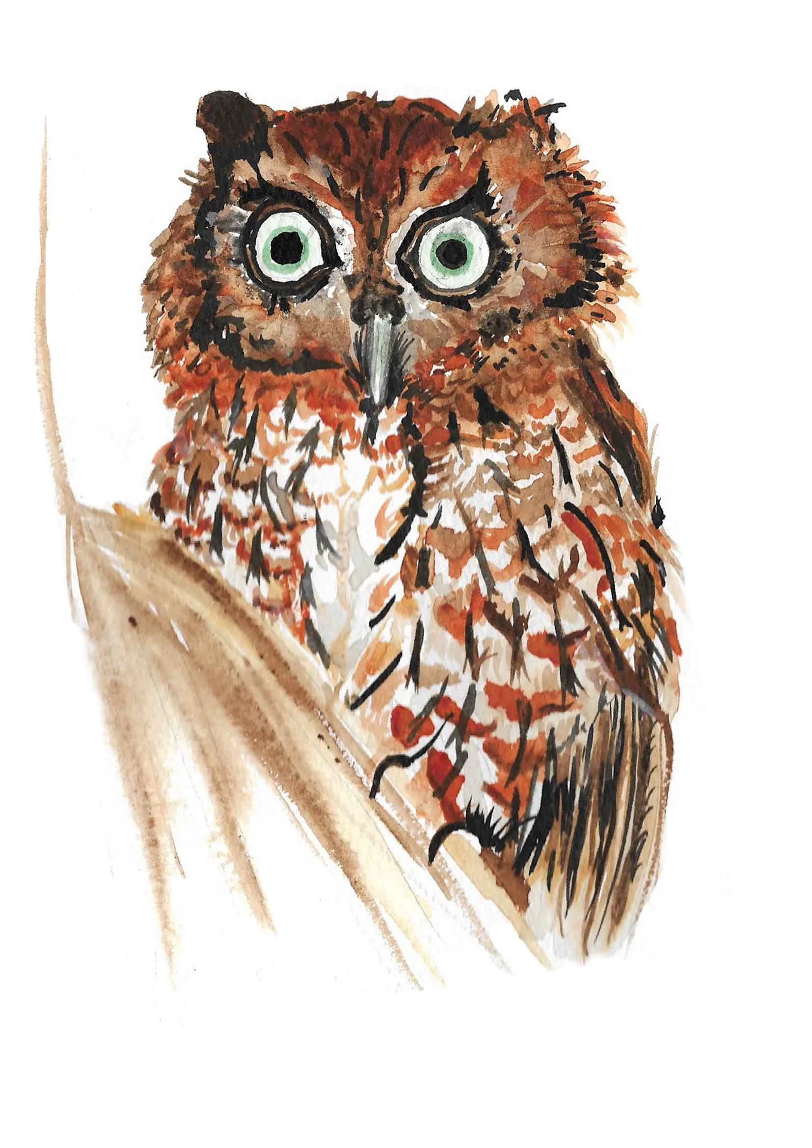 owl low res.jpg