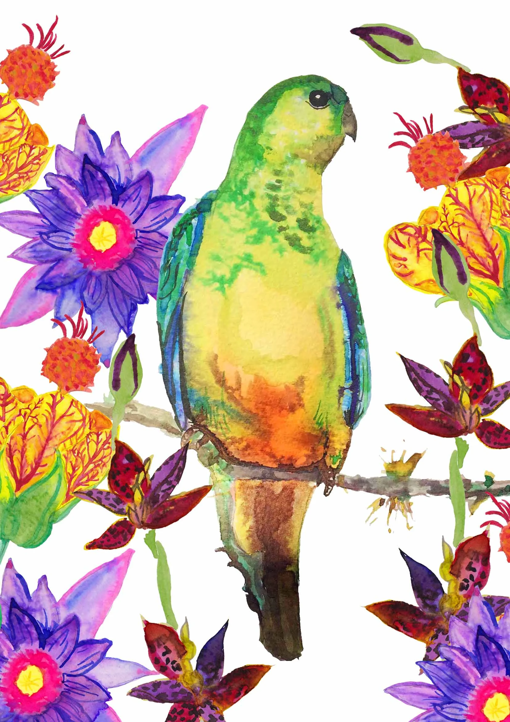 Orange Bellied Parrot