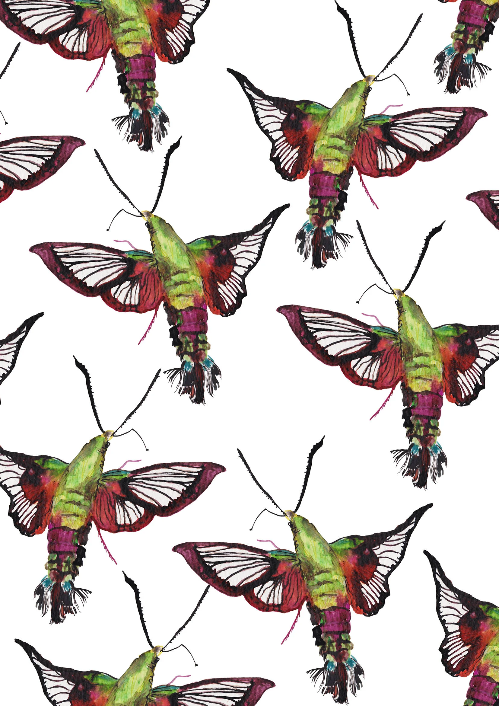 Hummingbird Moths