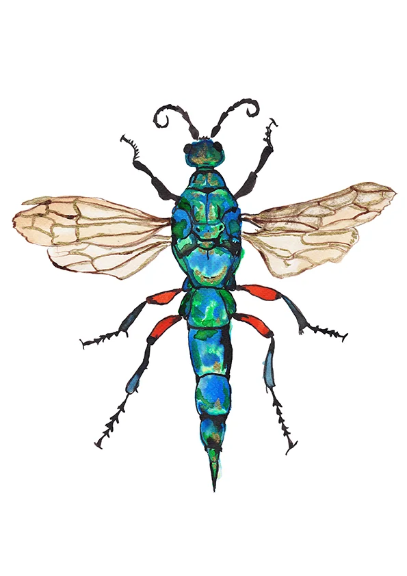 Jewel Wasp