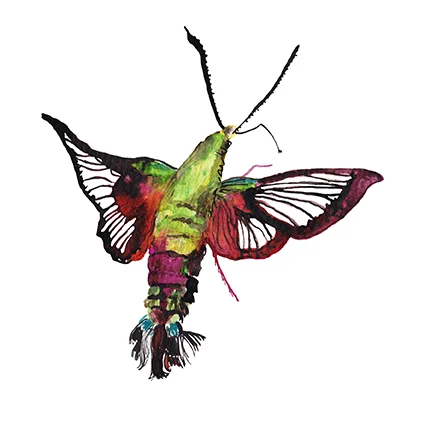 Hummingbird Moth