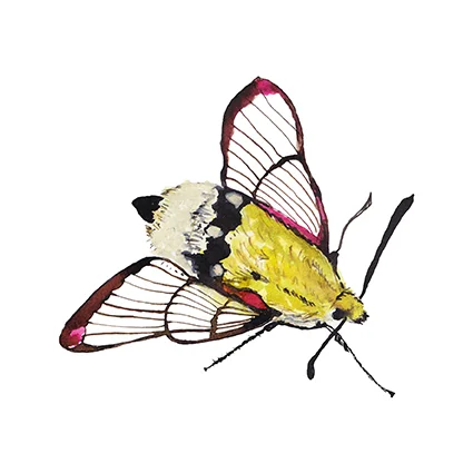 Hummingbird Moth