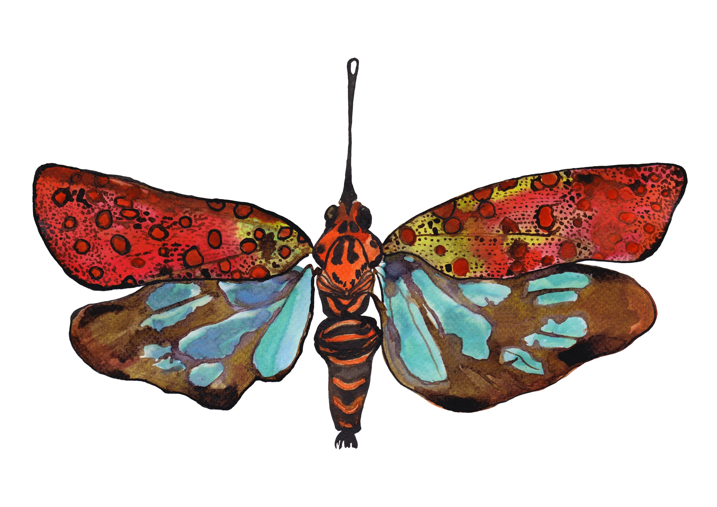 Lanternfly