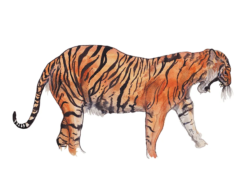Tiger