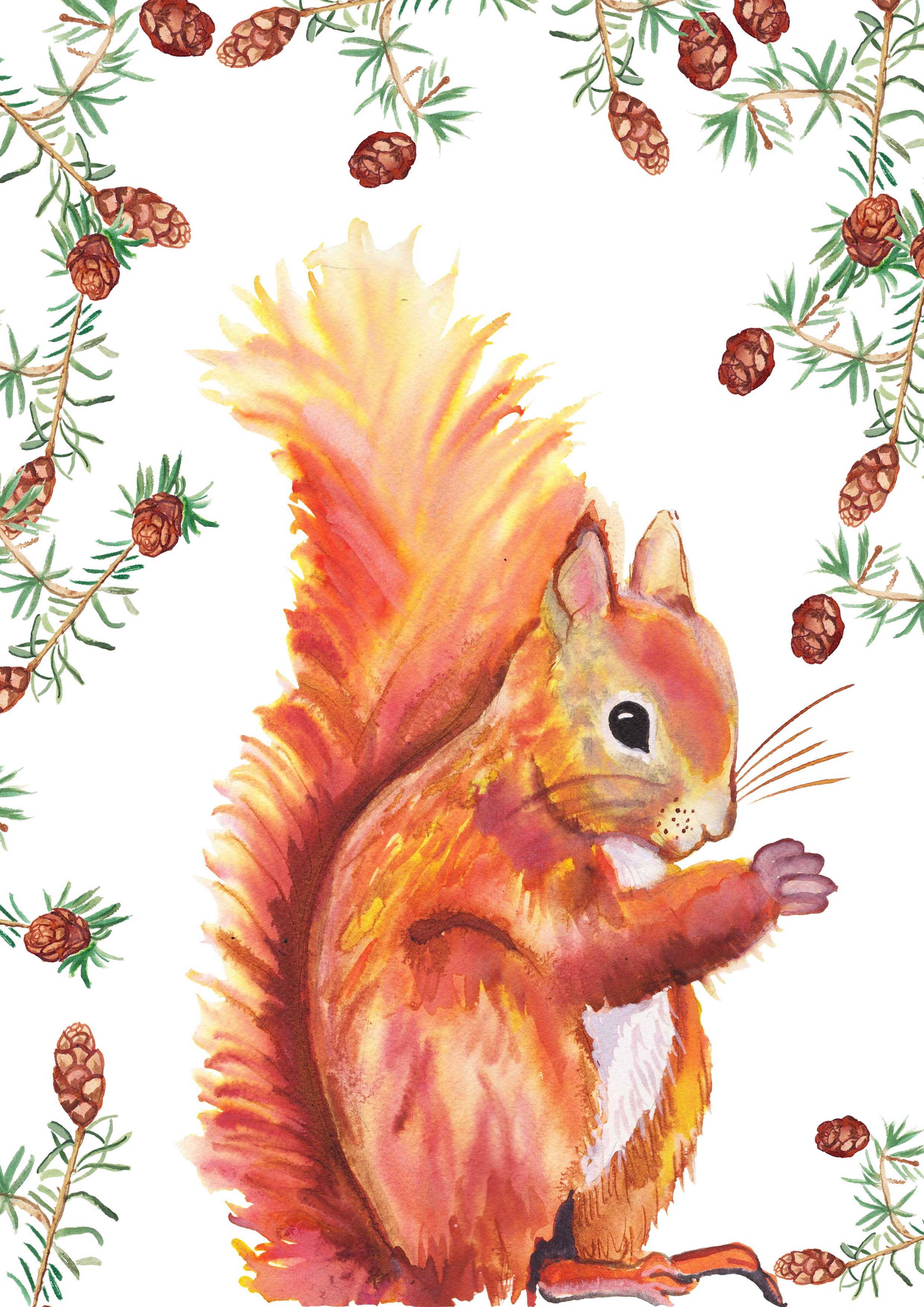 Red Squirrel