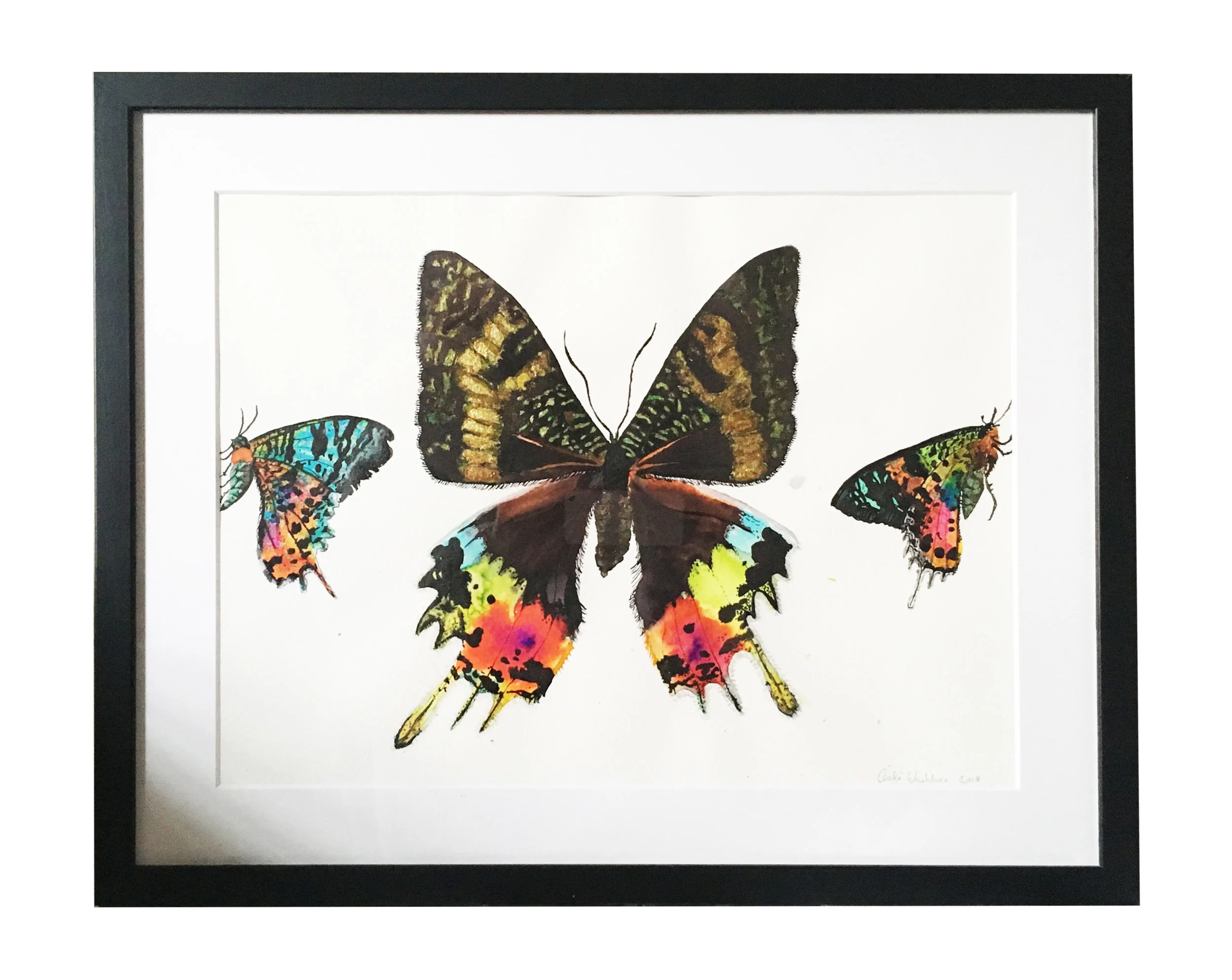 Illustration of Three Sunset Moths