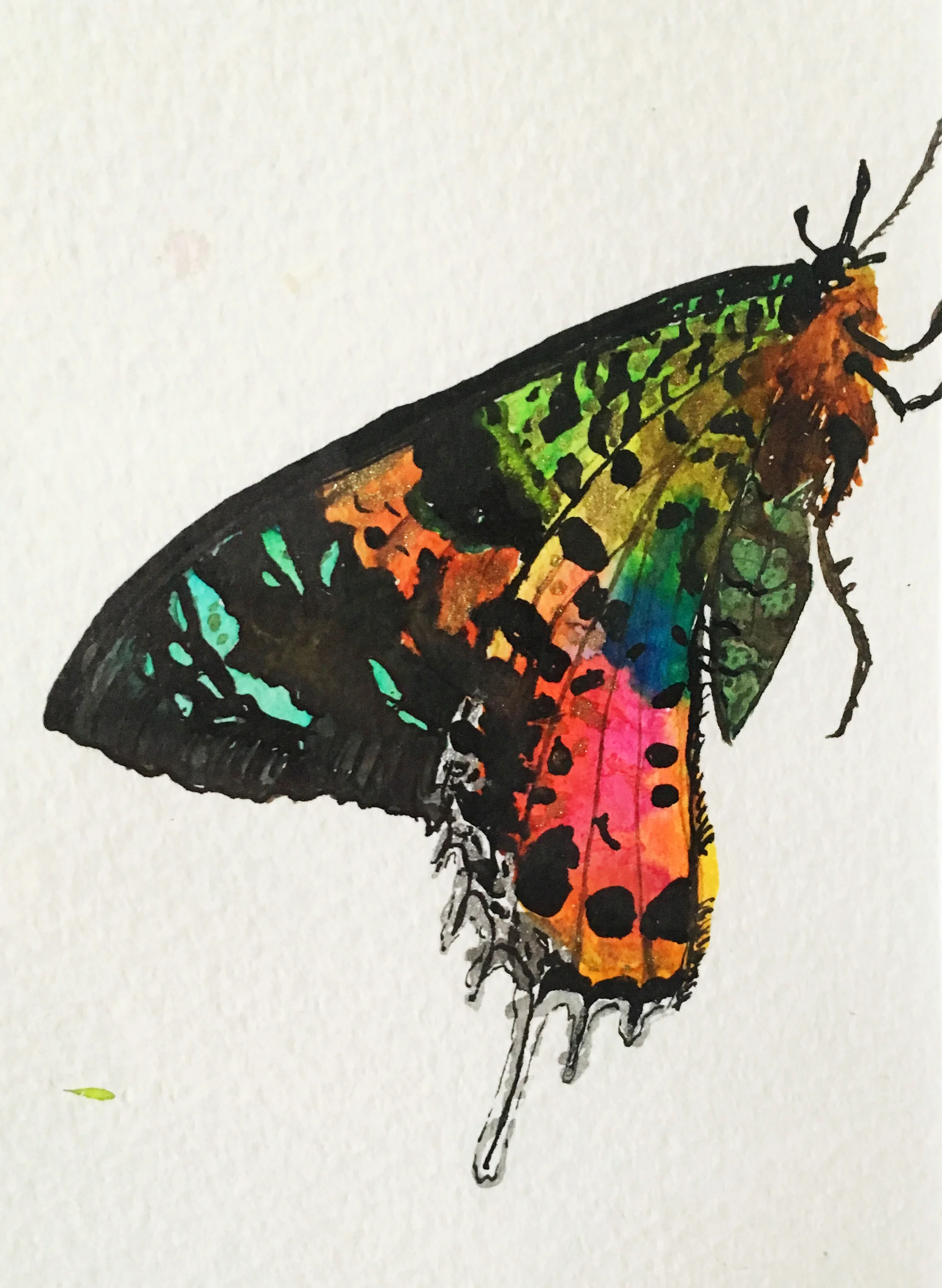 Three Sunset Moths
