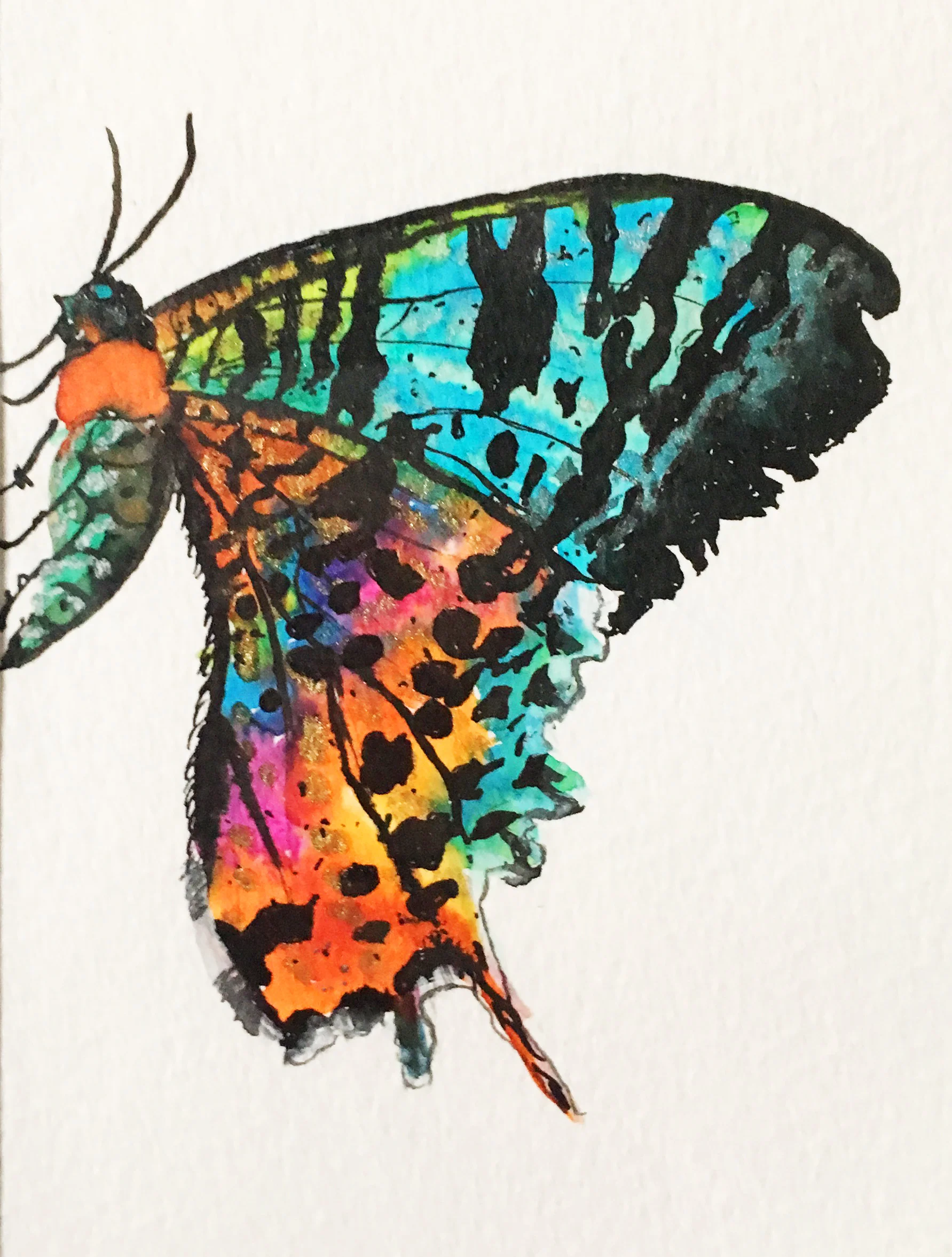 Three Sunset Moths
