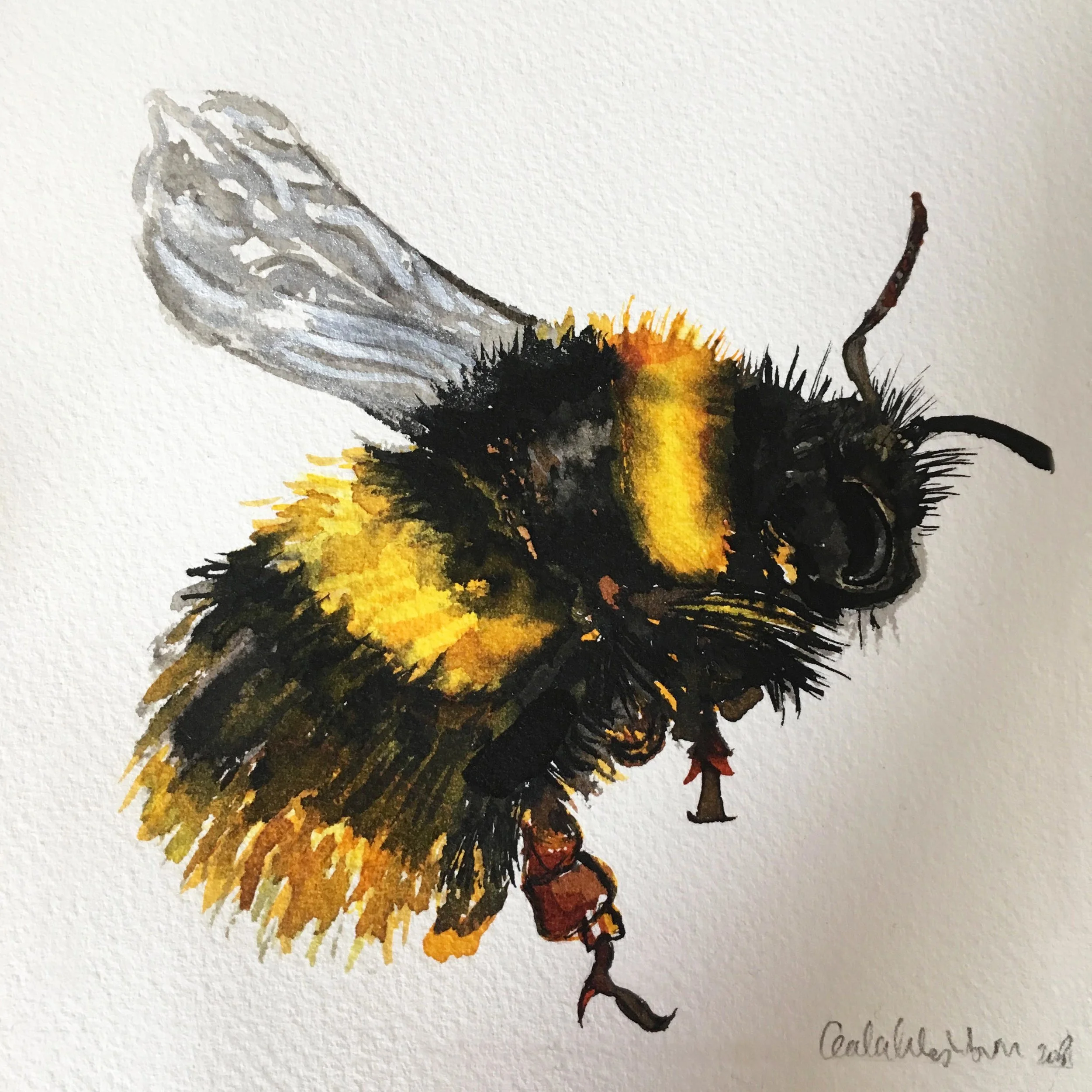 Early Bumblebee