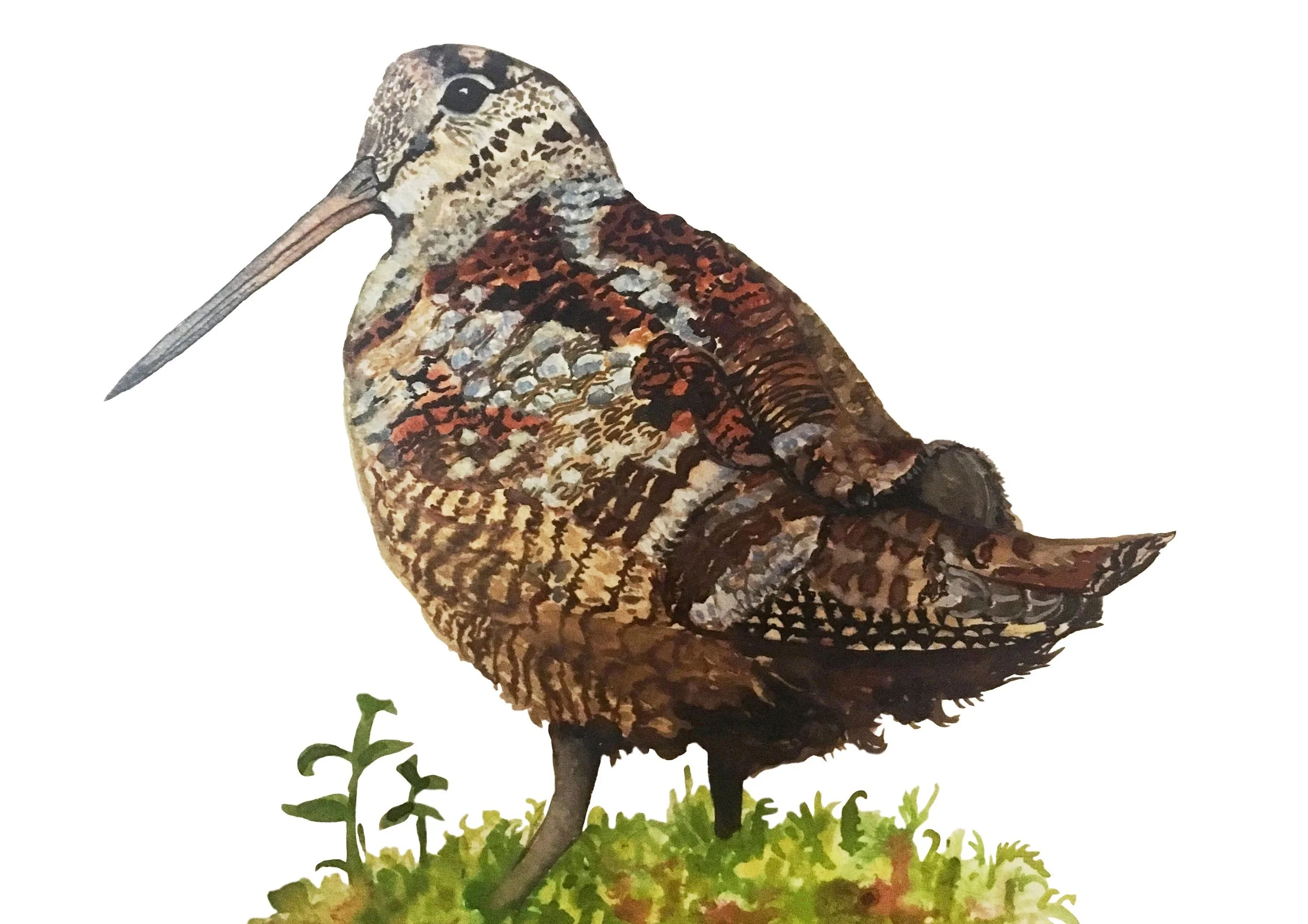 British Woodcock Illustration