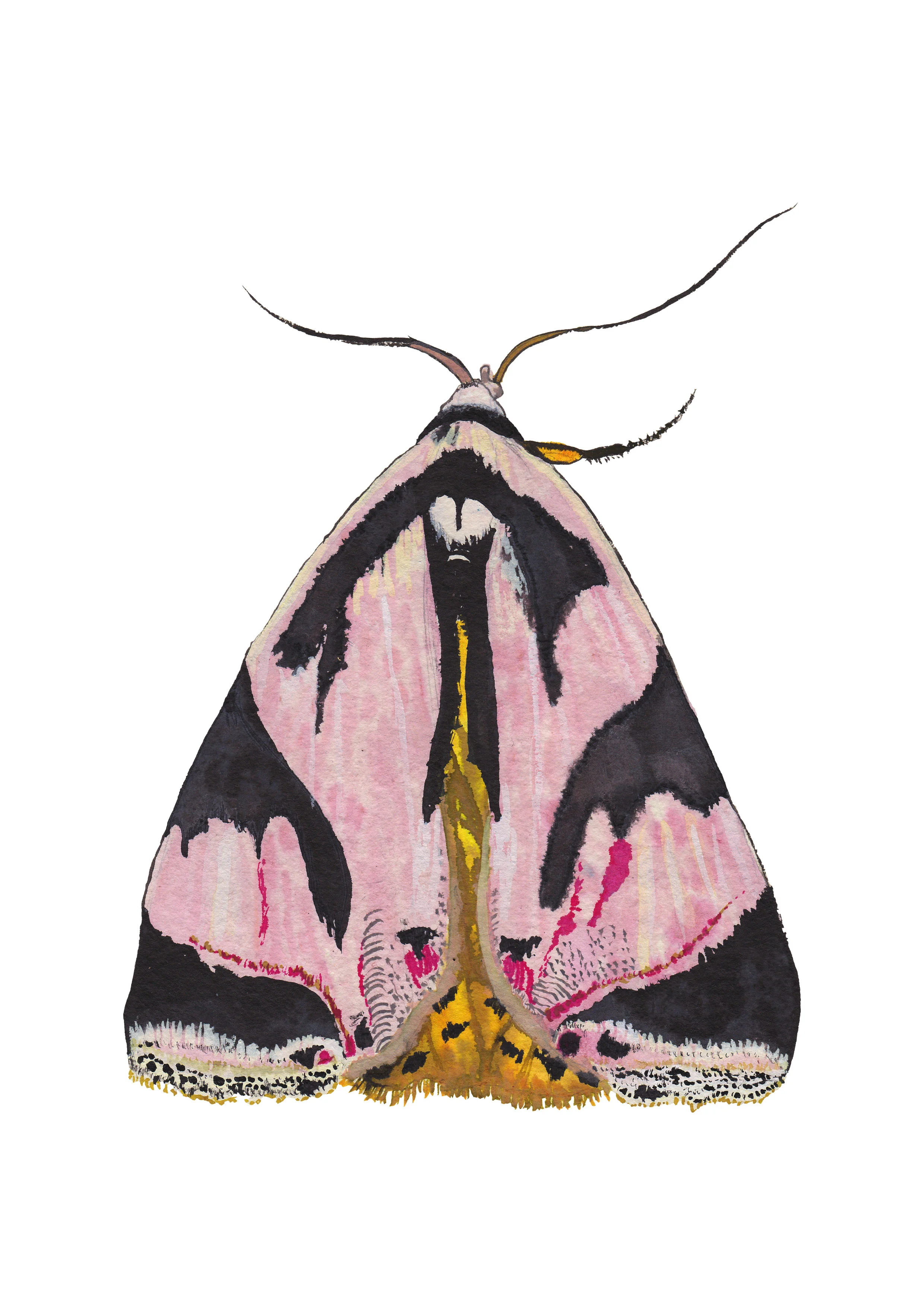 Attatha Moth