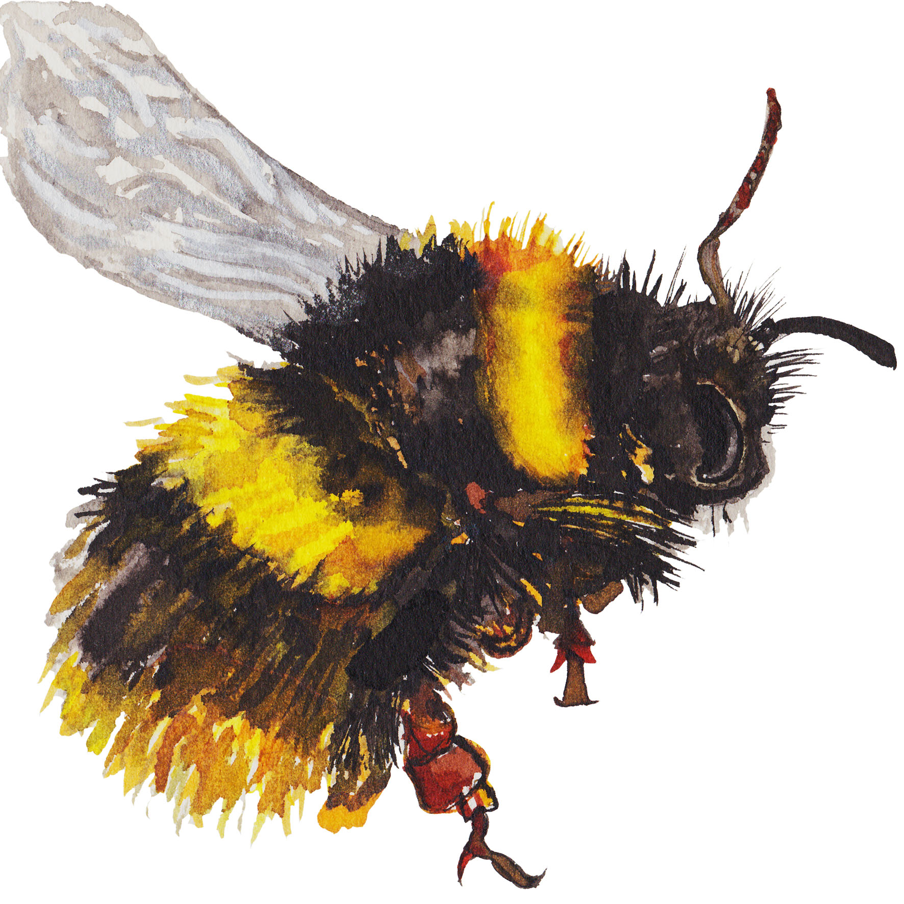 Early Bumblebee