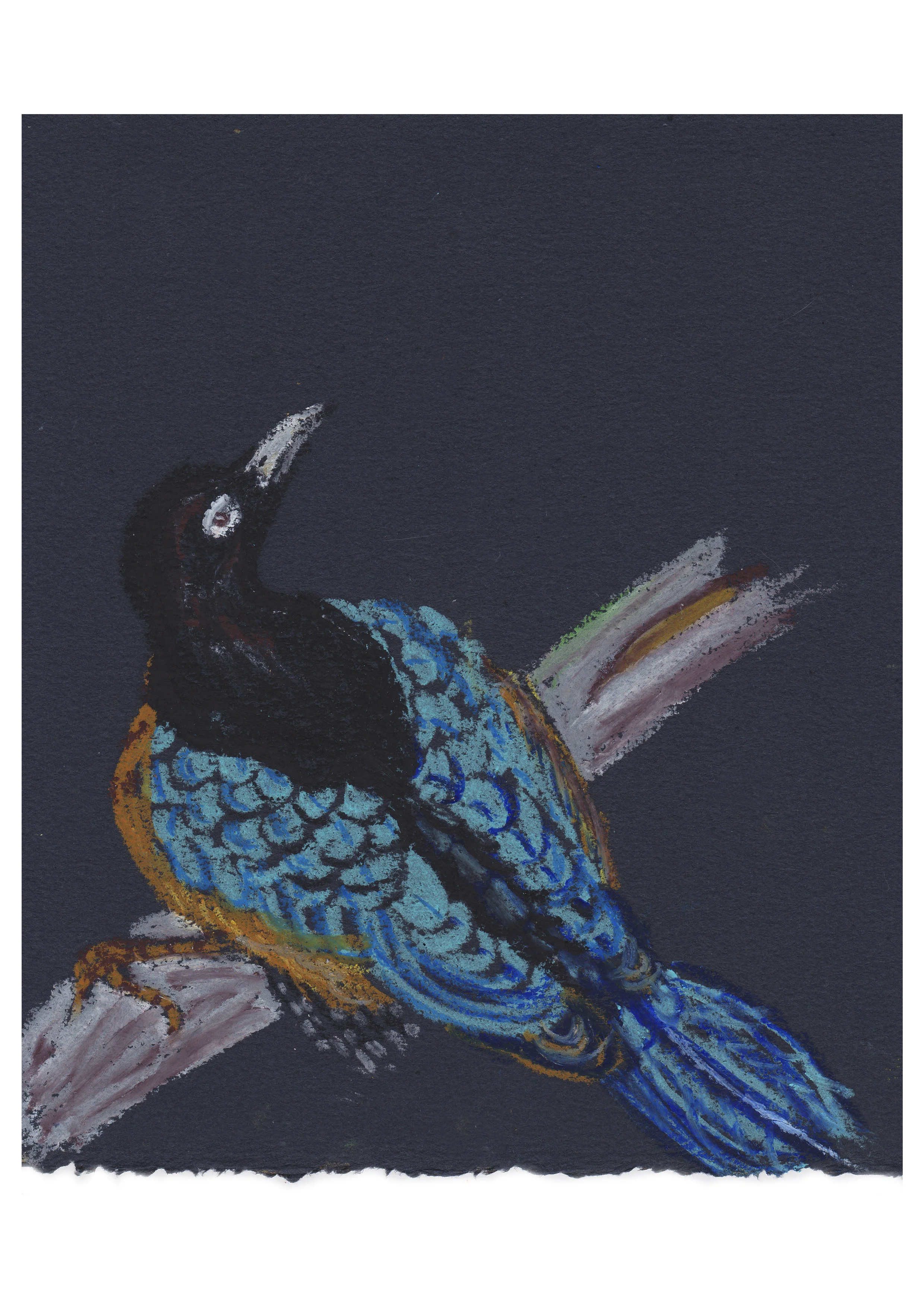 Blue Bird of Paradise
