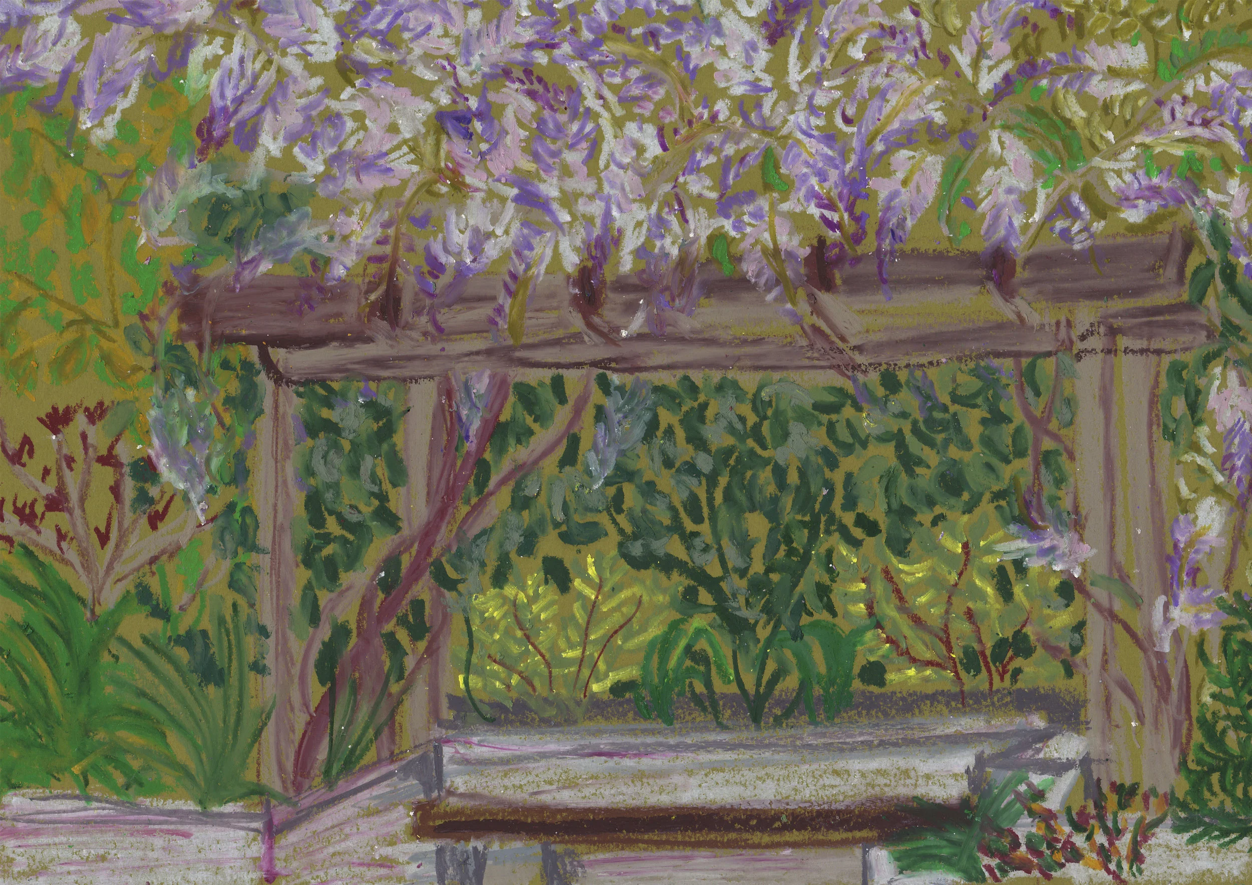Wisteria in Bloom