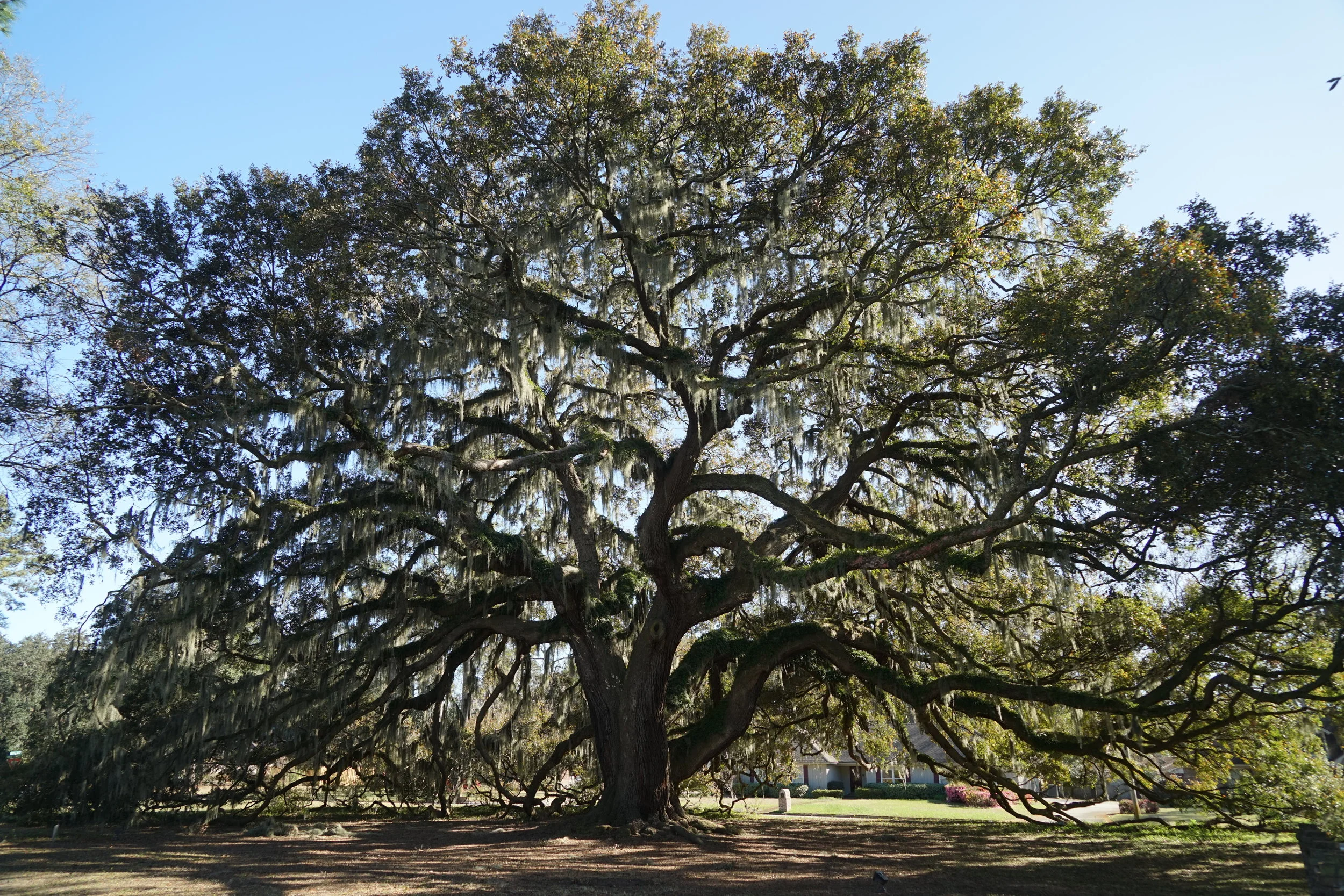 Visiting Savannah & Charleston