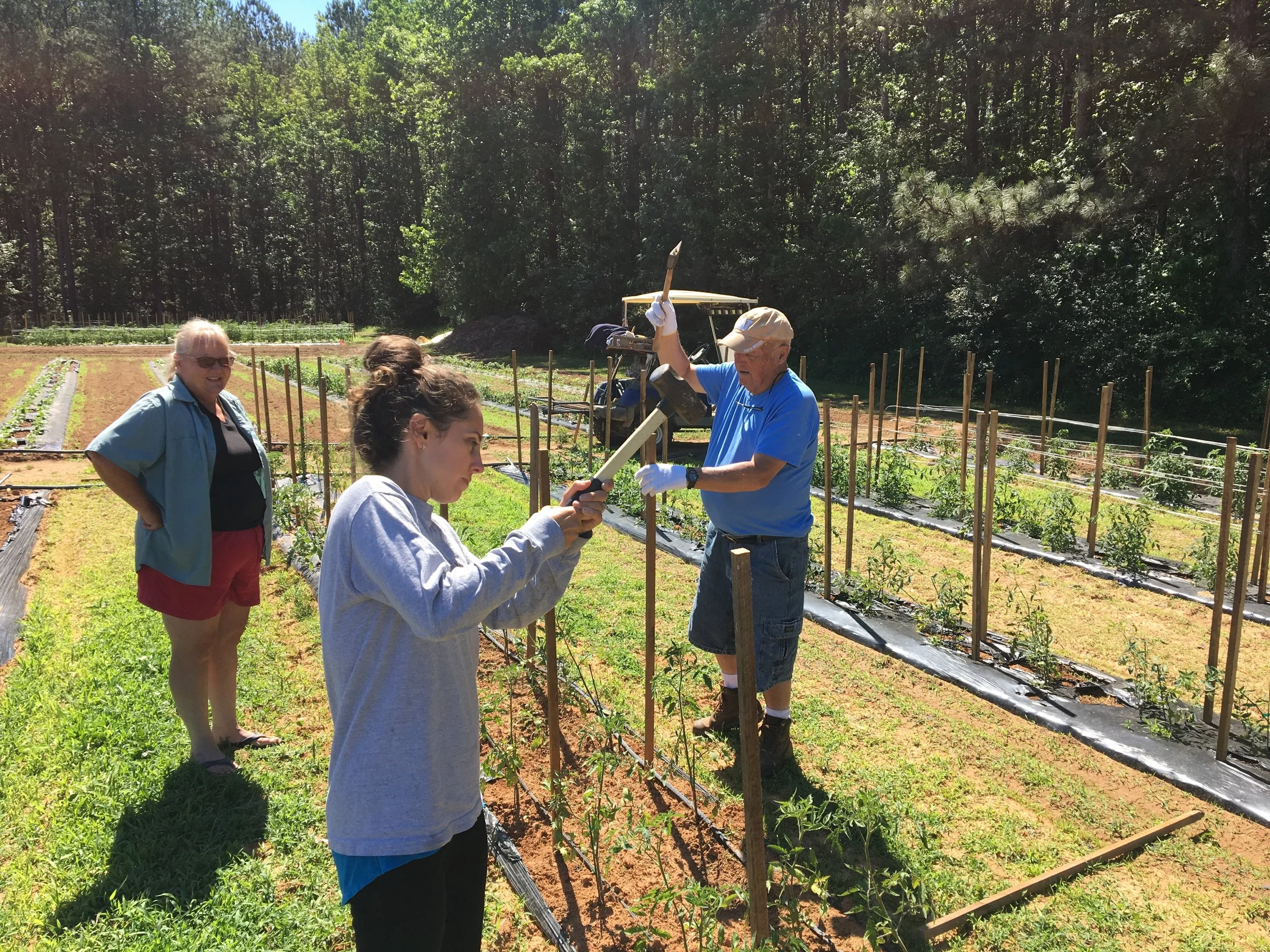 Hammering in stakes... preparing for the Florida weave&nbsp;
