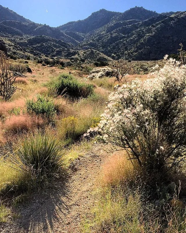 This Floridian is a bit unsure about the whole &ldquo;season changing&rdquo; process thing going on, but whatever is happening, I like it. #abqtrue #nmtrue .
.
.
.
.
.
.
#outdoorculture #naturelovers #trailrun #trailchat #greettheoutdoors #optoutside