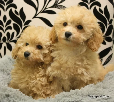 teacup and toy pets boutique