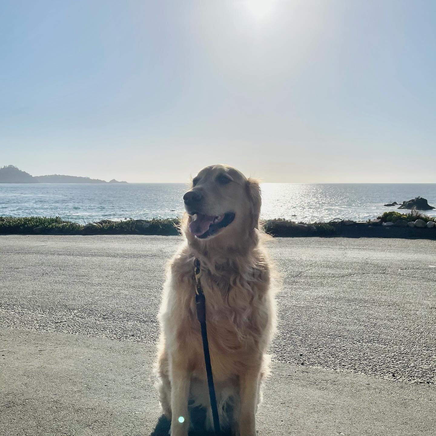 Leroy requested a walk by the ocean today 🌊 #carmelbythesea #westcoastcains #westcoast #pacificocean #goldenretriever #goldensofinstagram #leroycain
