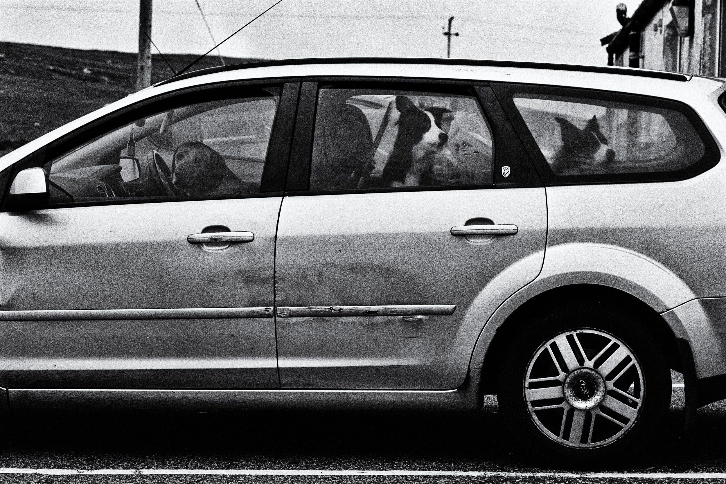  Three Dogs in a Car, Sollas, Lochmaddy, North Uist, 2019 