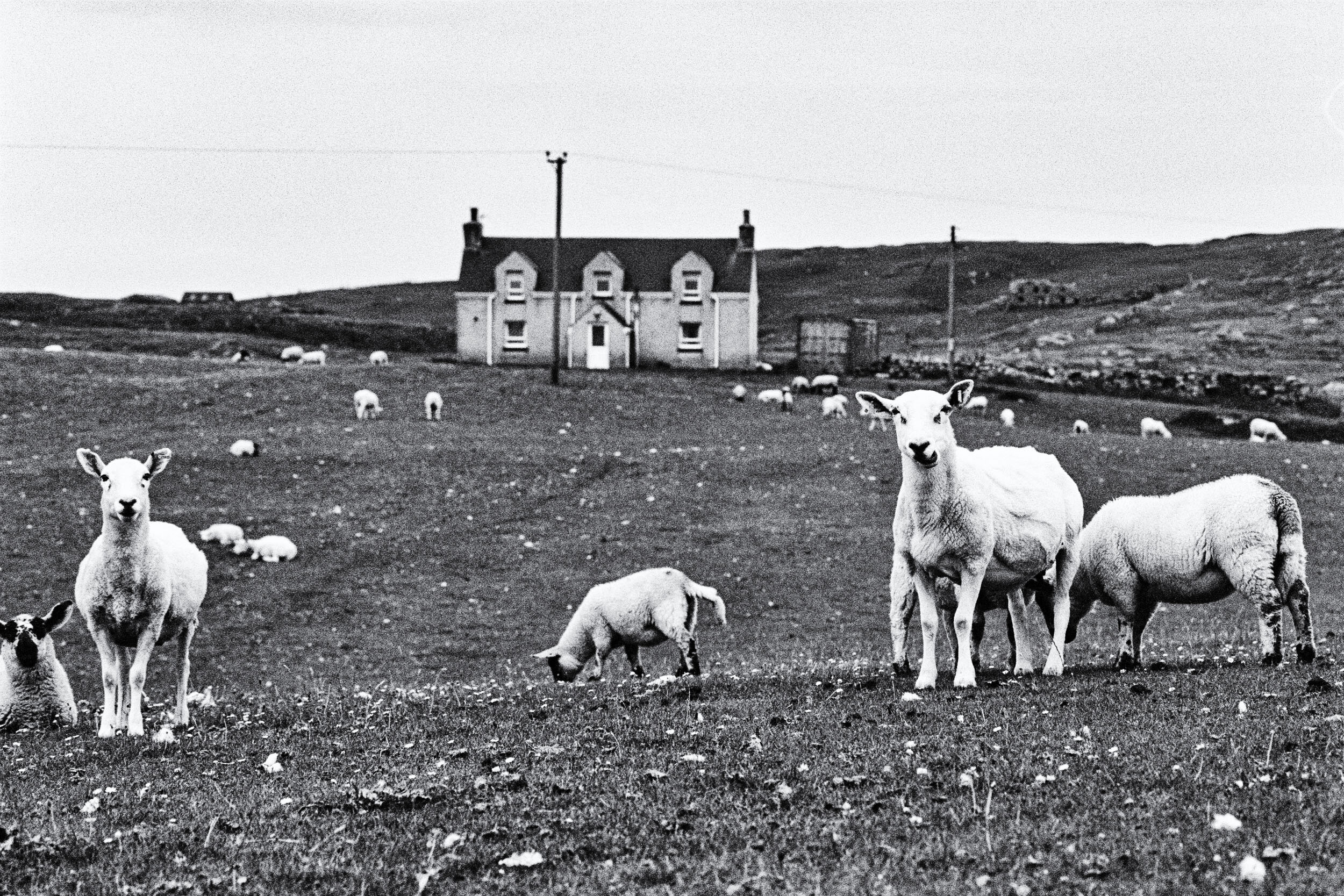  Rushgarry Sheep, Isle of Berneray, 2019 