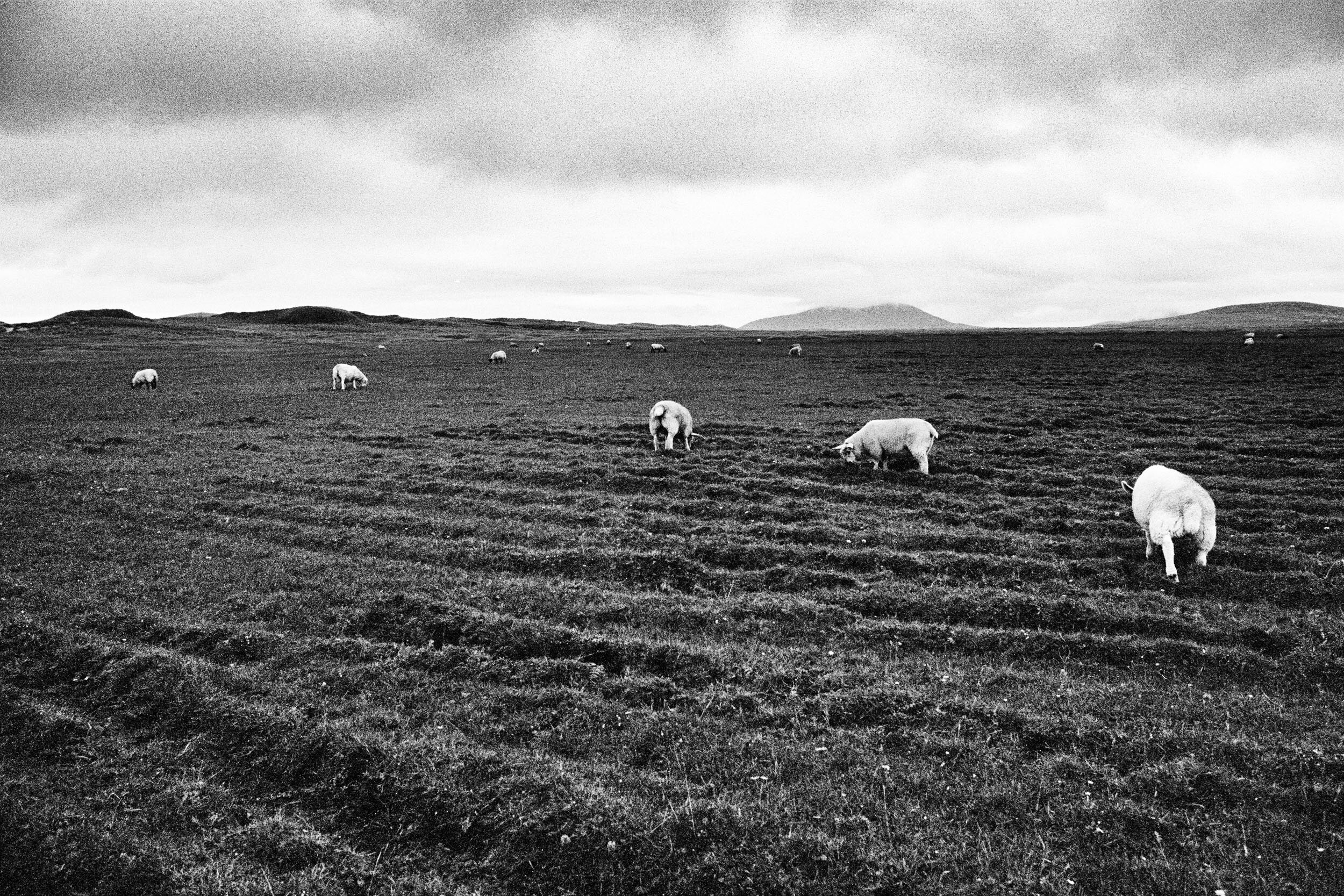  The Sheep Behind the Dunes, Isle of Berneray, 2019 