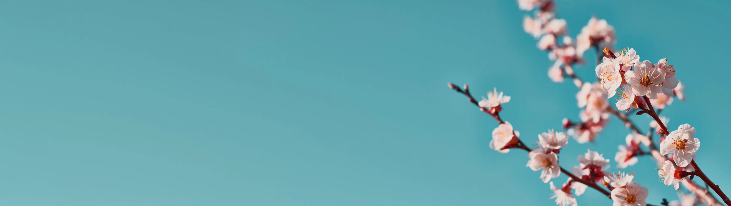 Innovate - Spring 2021 Digest