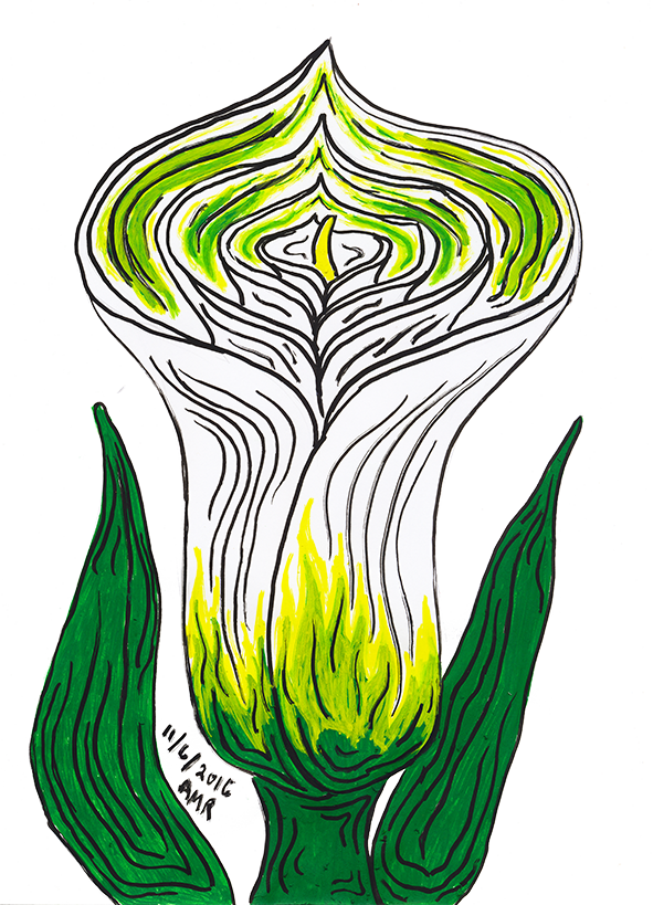 Calla lily