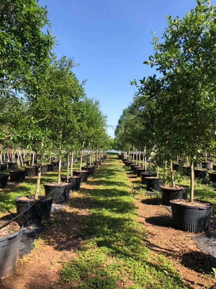 5D Ranch & Tree Farm