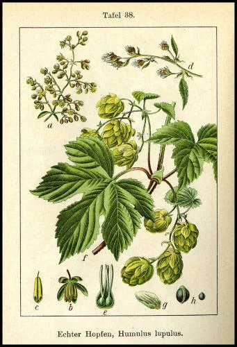 Figure 1. a. Male inflorescence, b. stamen (male flower), c. anther, d. female inflorescences (burr stage), e. pistillate (female flower with stigmas projecting above bract that surrounds ovary), f. hop bine, leaves, and cones, g. hop bract, h. hop seed (achene). Source: Wikimedia