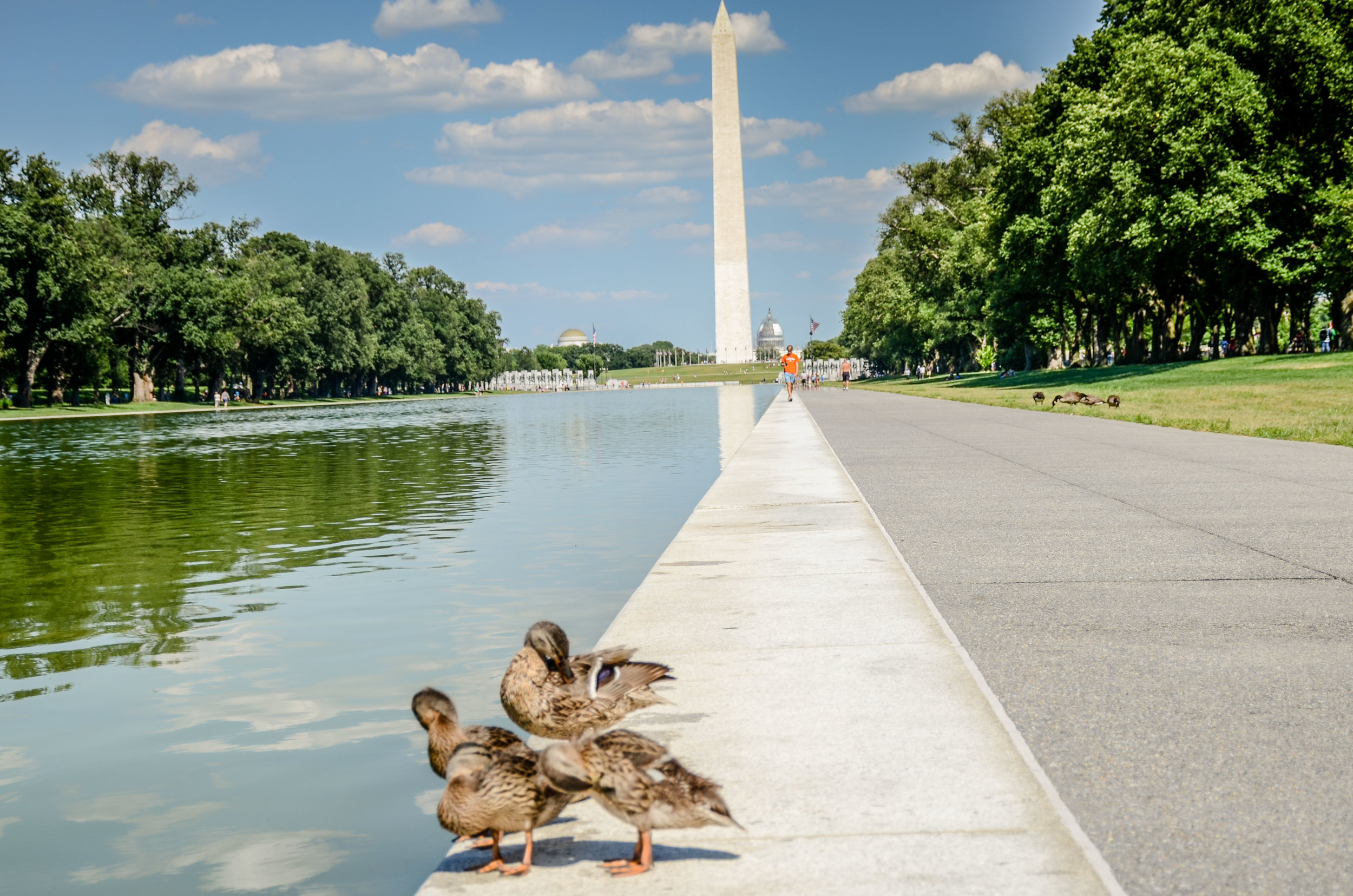 Washington Monument Ducklings (1 of 1).jpg