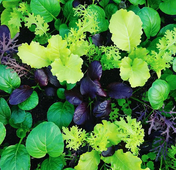 Spring 2026 Veggie CSA membership