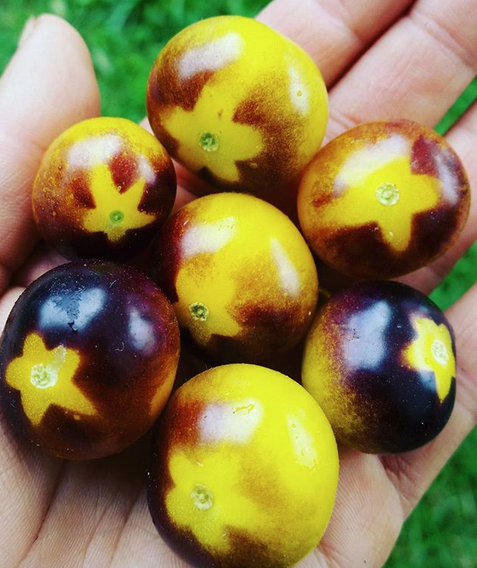 Blue Gold Berries heirloom cherry tomatoes