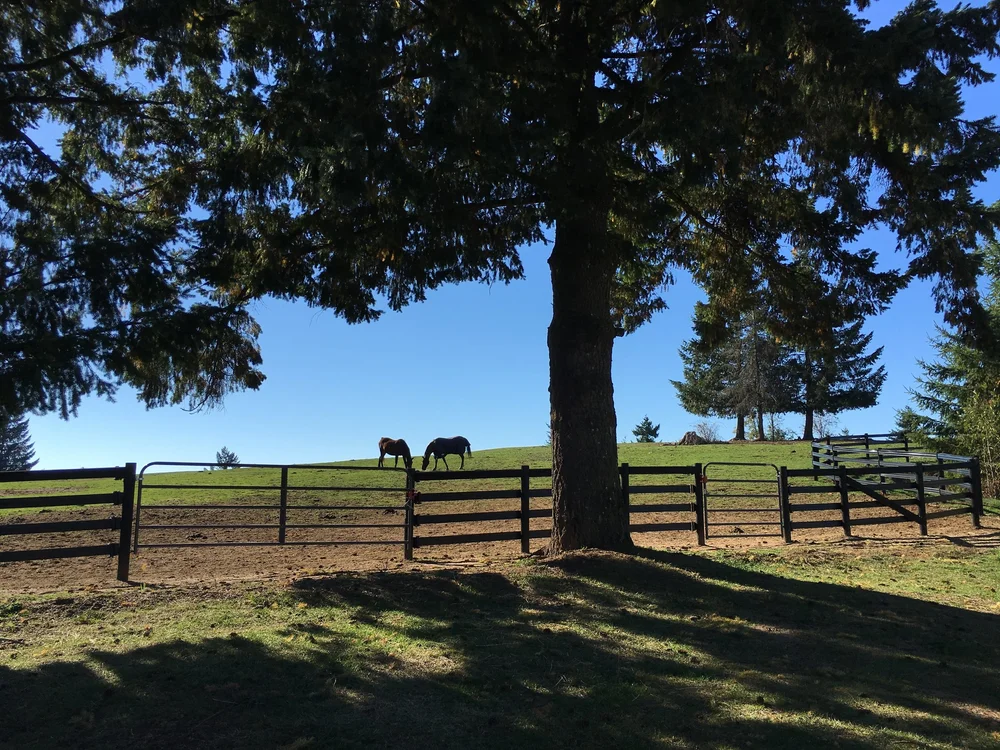 Welcome to Sky Ranch Stables