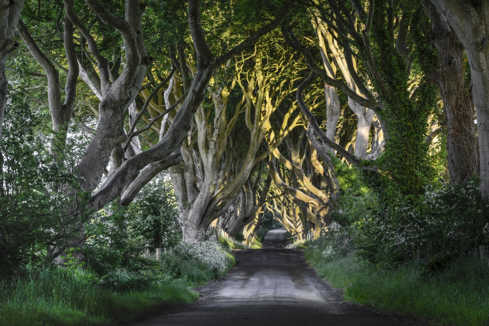 The Dark Hedges
