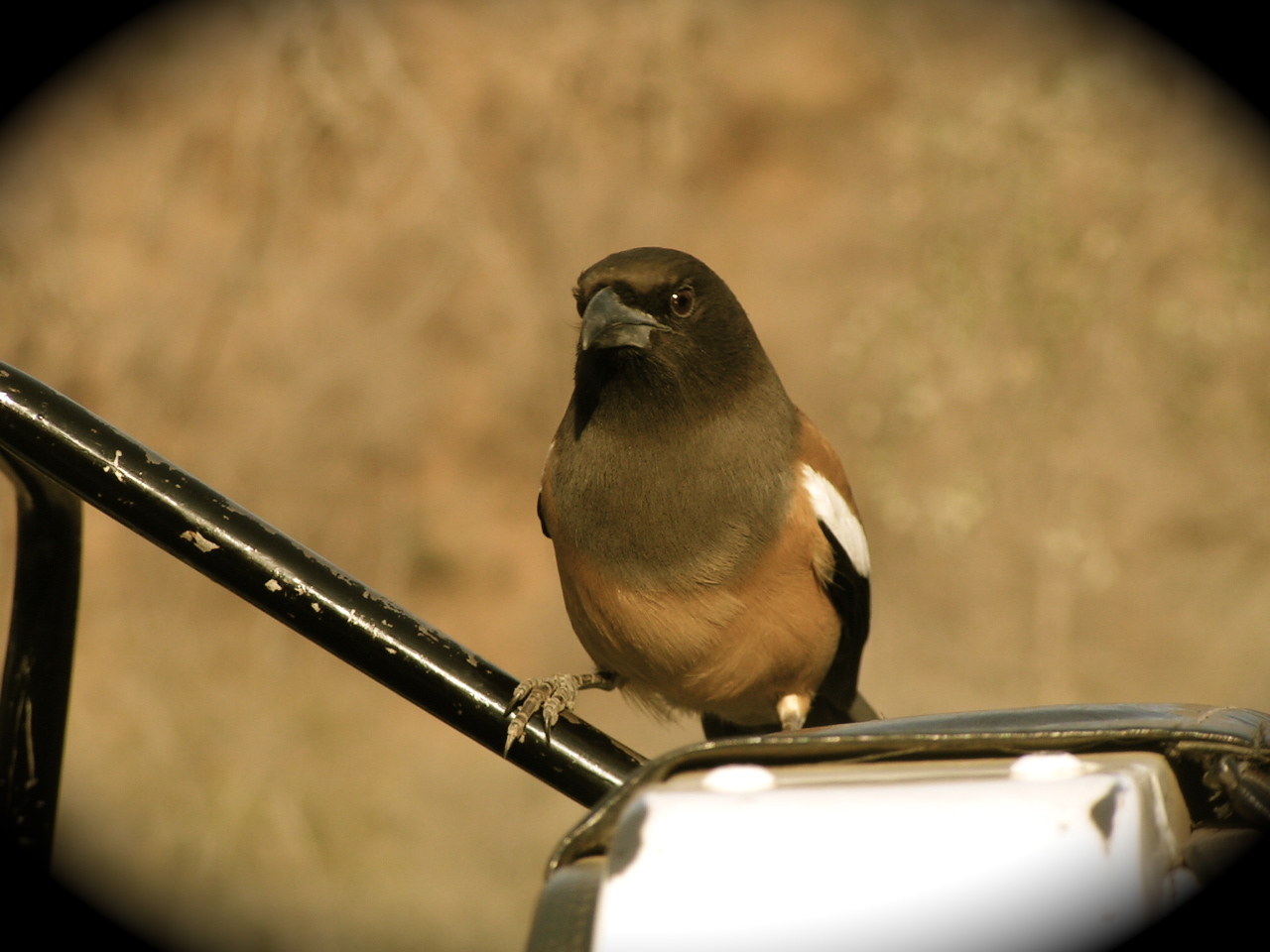 india 2006 1860_2.jpg