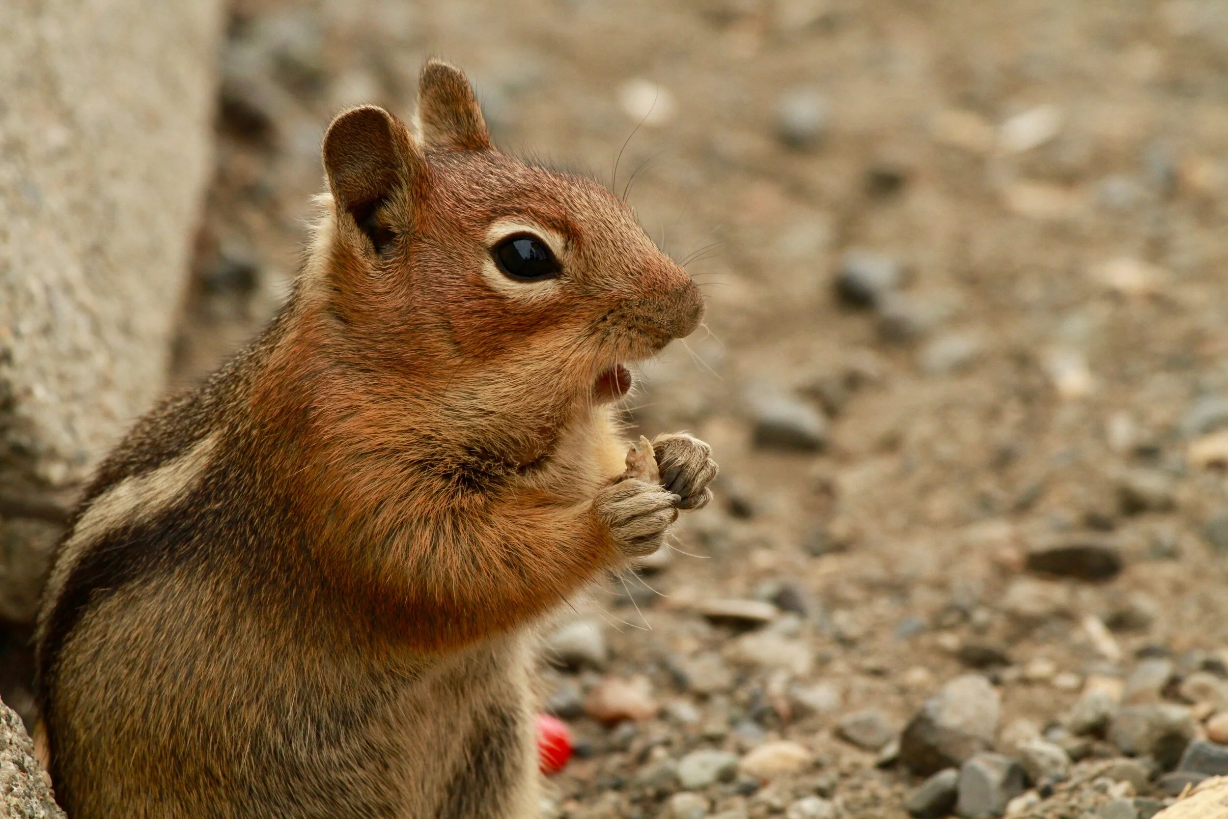 Nuts.jpg