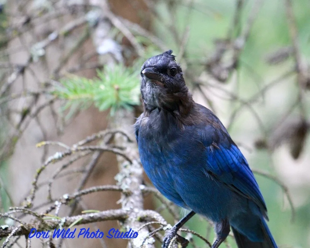 0BEC9DEE-9D9B-4B02-BC0A-DCFDE8381DAE