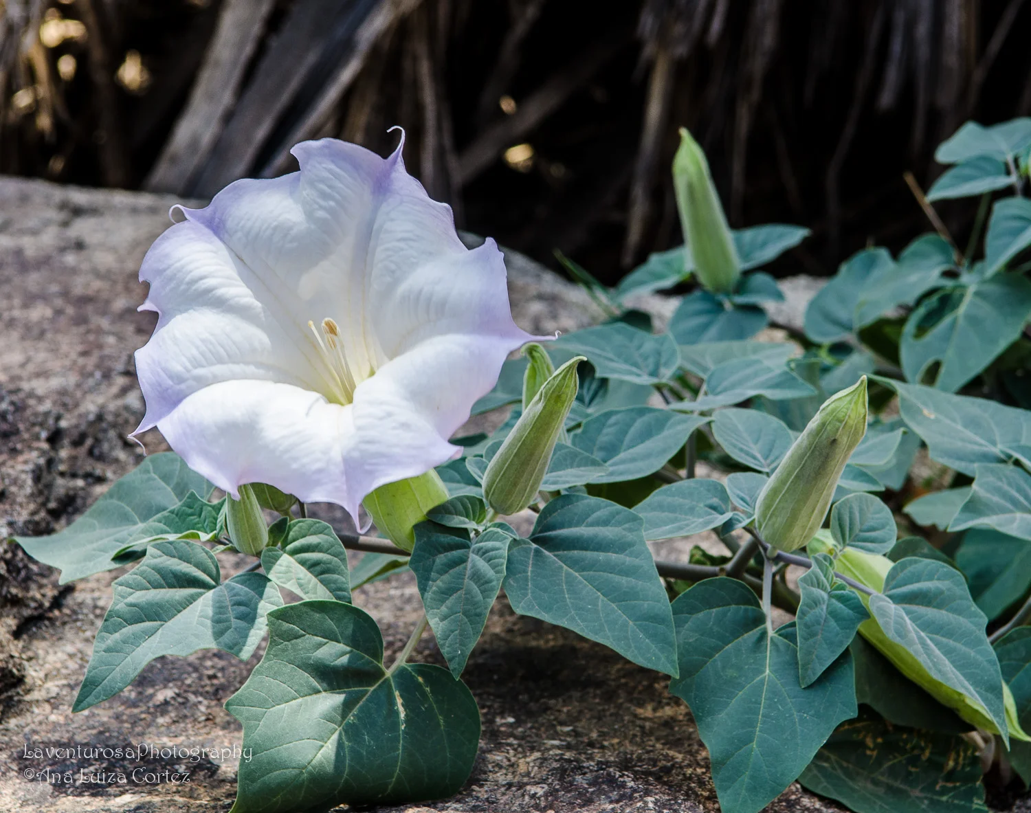 Travel Journal: Indian Canyons