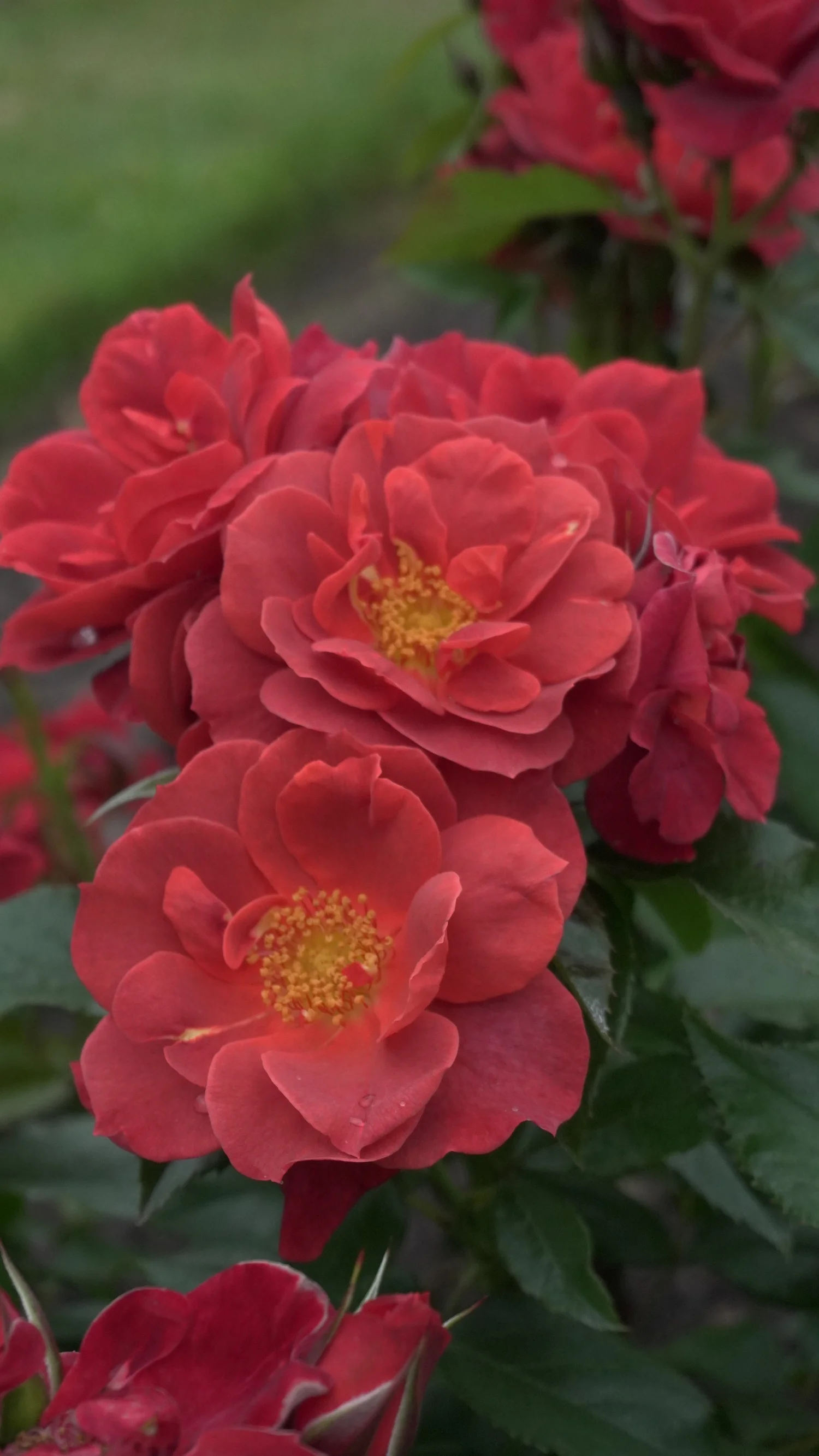 Ginger Crunch — Rob Somerfield Roses