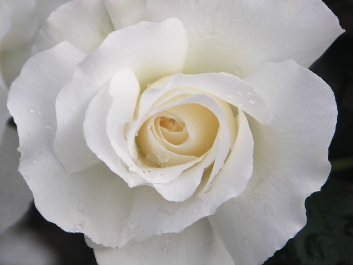 Flower Romance in White