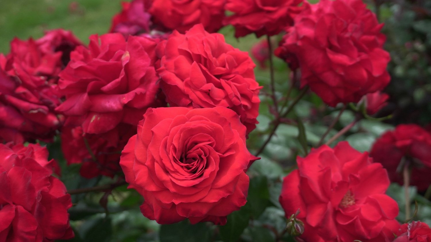 Rotherham Roses Christchurch Remembers — Rob Somerfield Roses