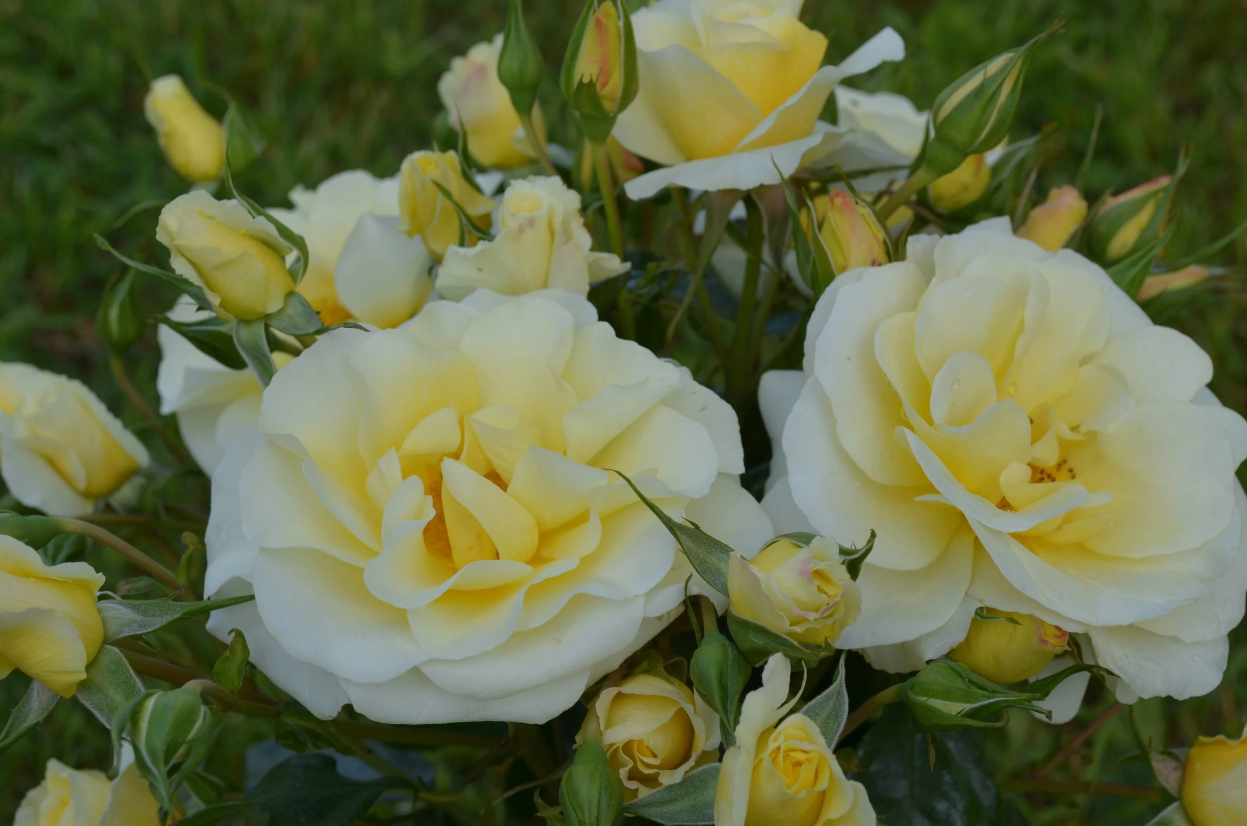 Old Friends (SOMpitymy)