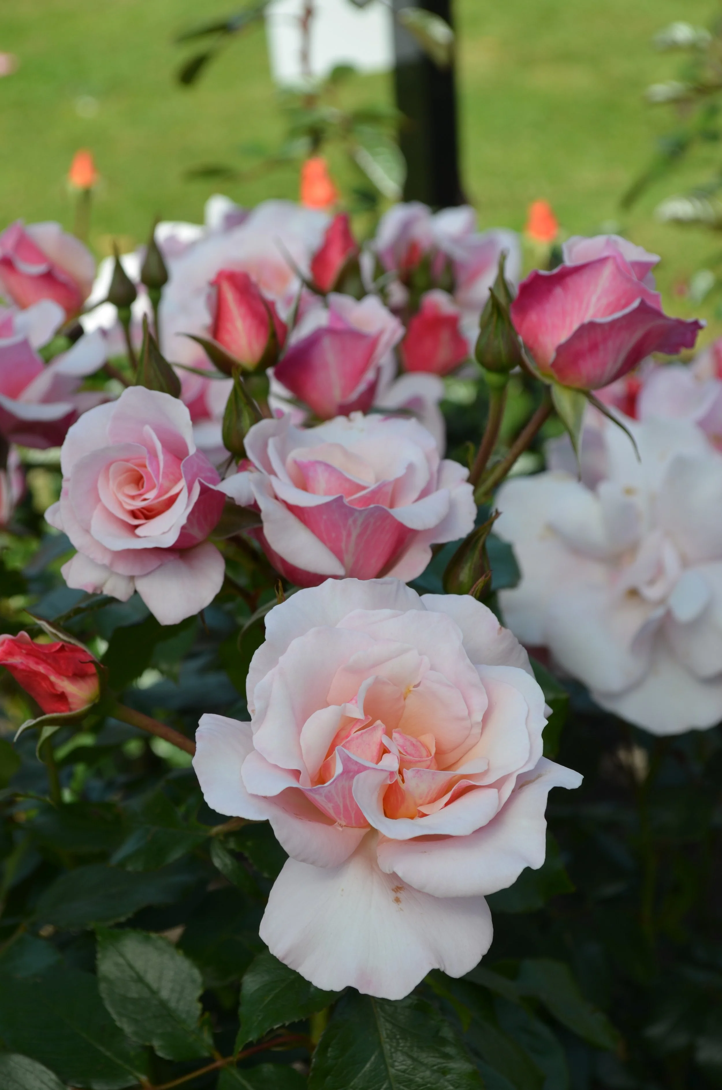 Smitten (SOMbabypin)